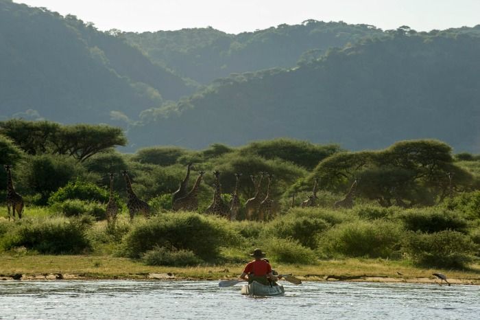 A man is riding a raft down a river in front of a herd of giraffes.