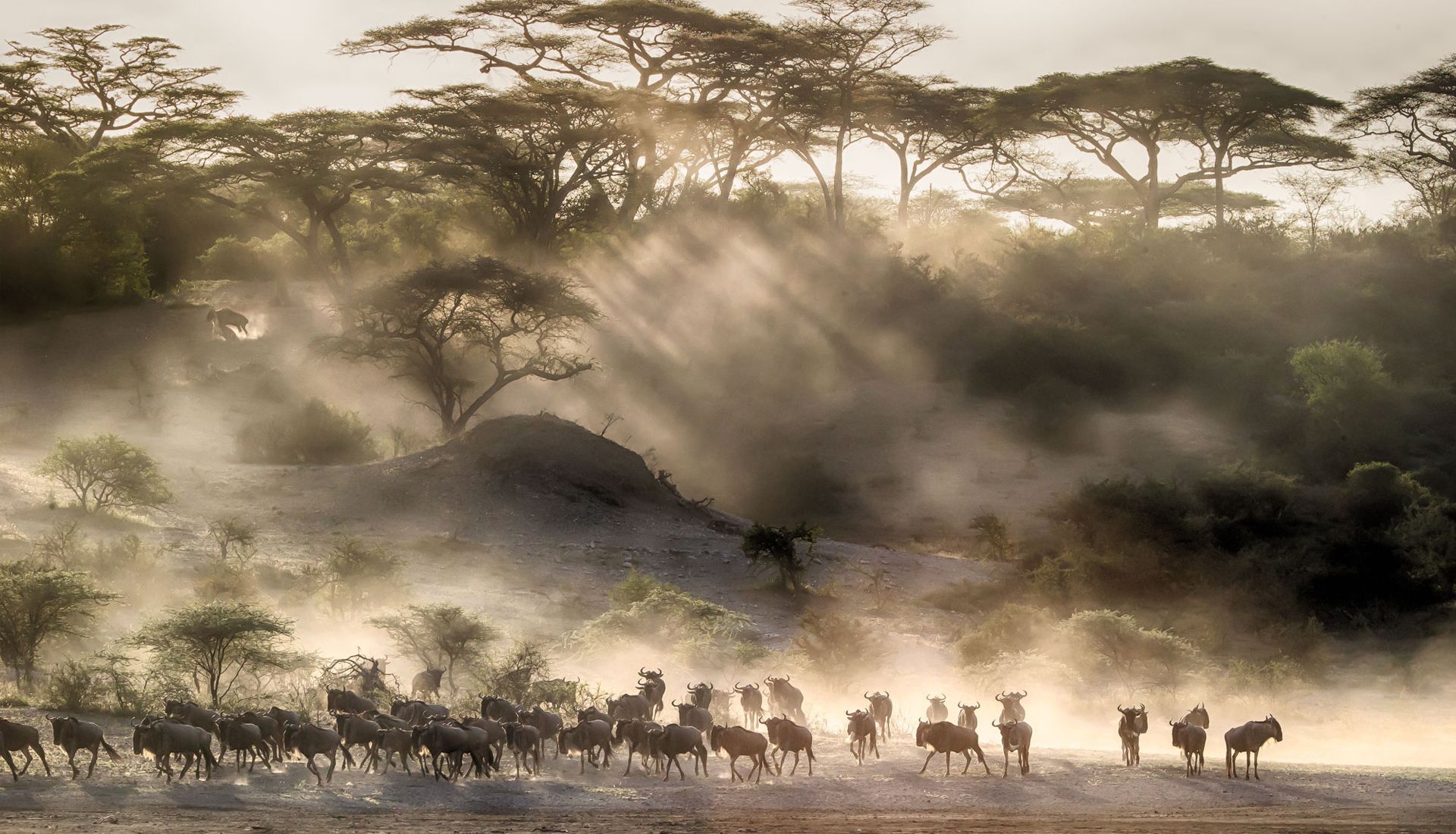 A herd of zebras are walking through a foggy field.