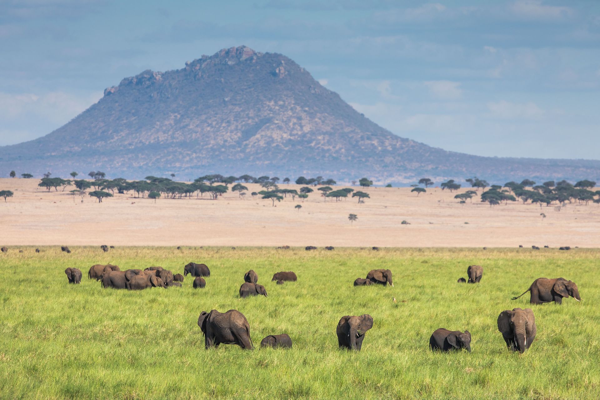 A herd of elephants standing in a grassy field with a mountain in the background.