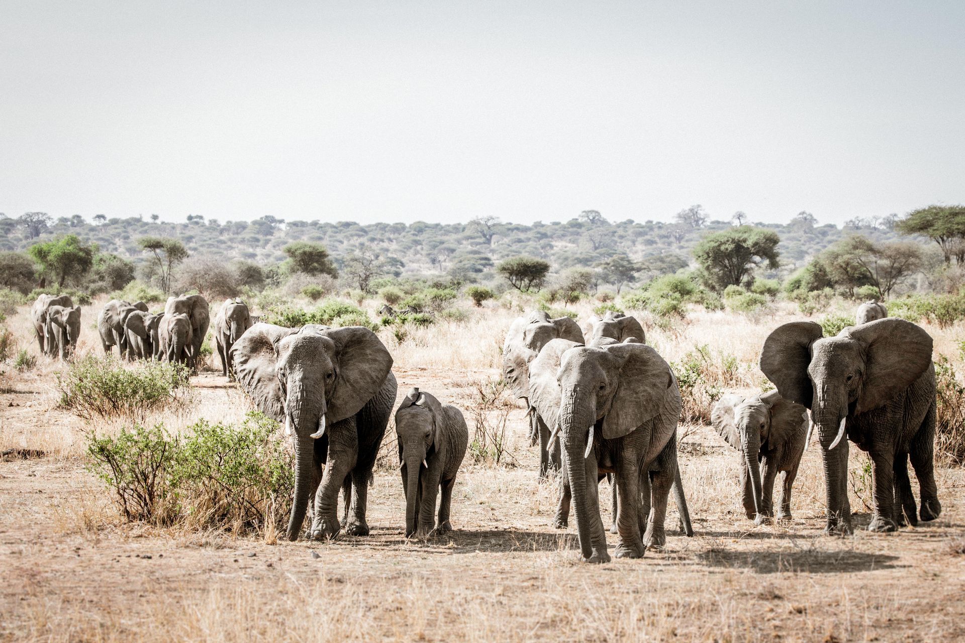 A herd of elephants walking through a dry grassy field.
