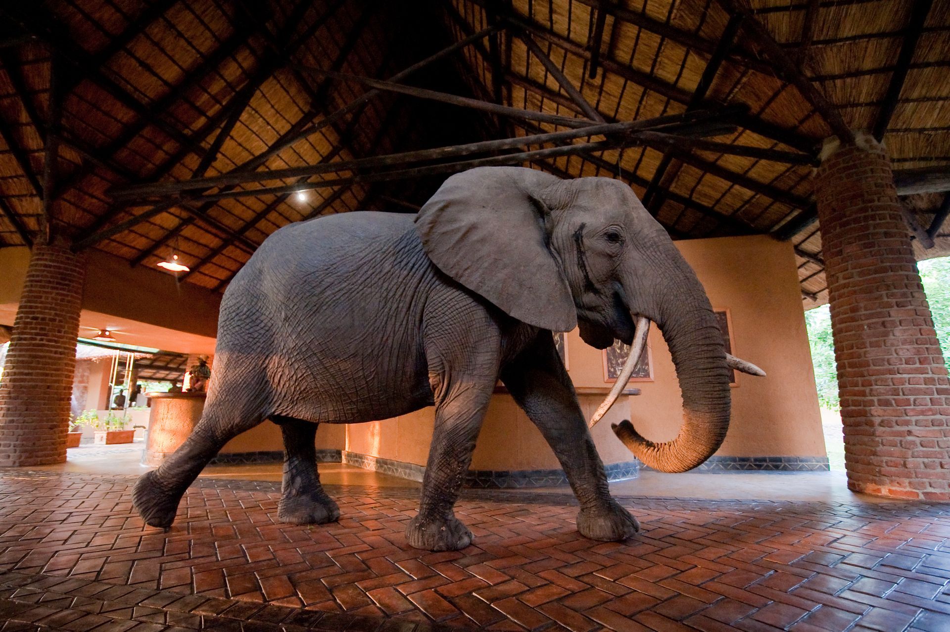 An elephant walking on a brick floor under a thatched roof