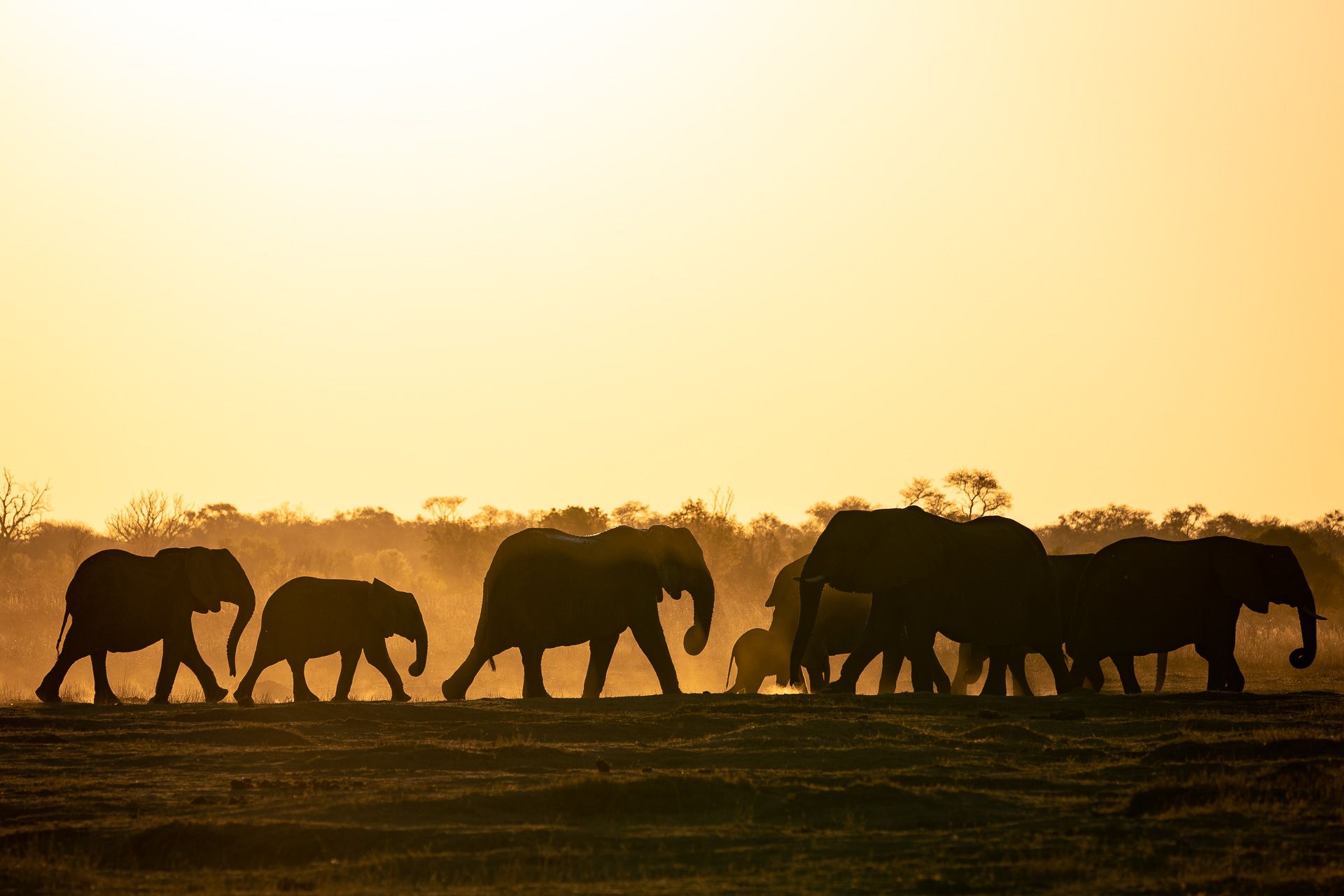 A herd of elephants walking in a field at sunset.