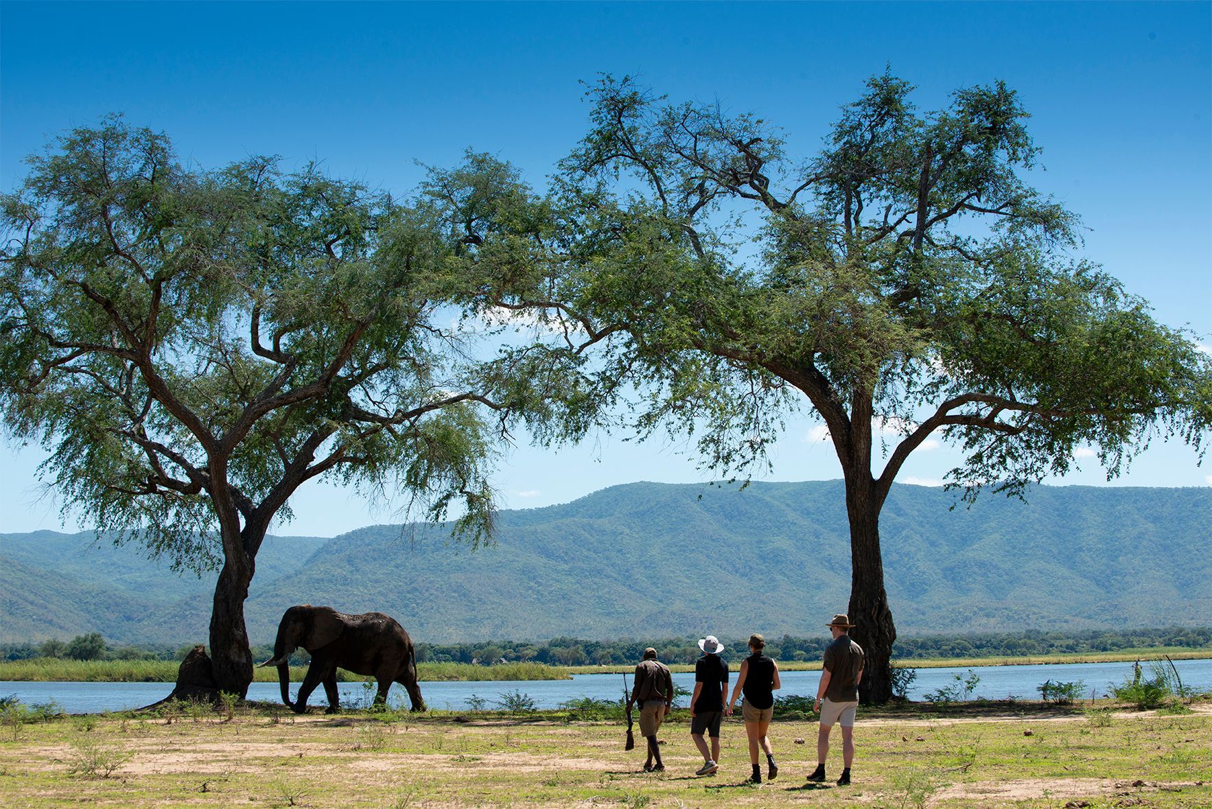 A group of people walking in a field with an elephant in the background