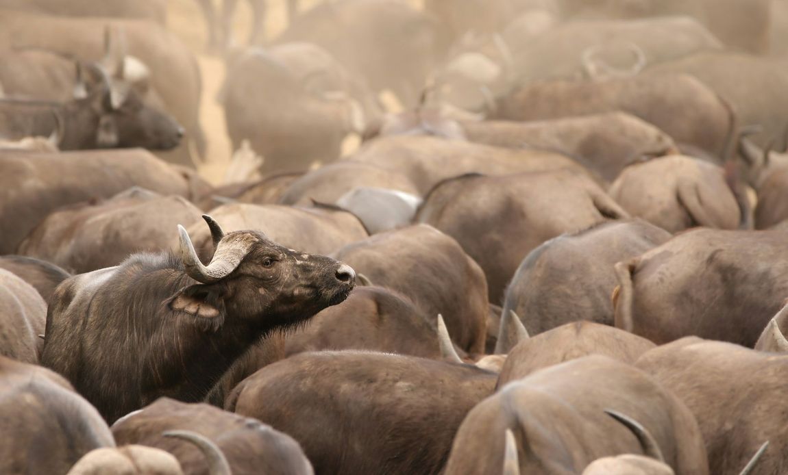 A herd of water buffalo are standing in a field.