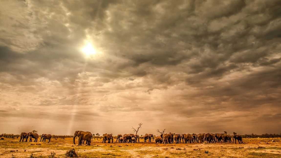 A herd of elephants are standing in a field under a cloudy sky.
