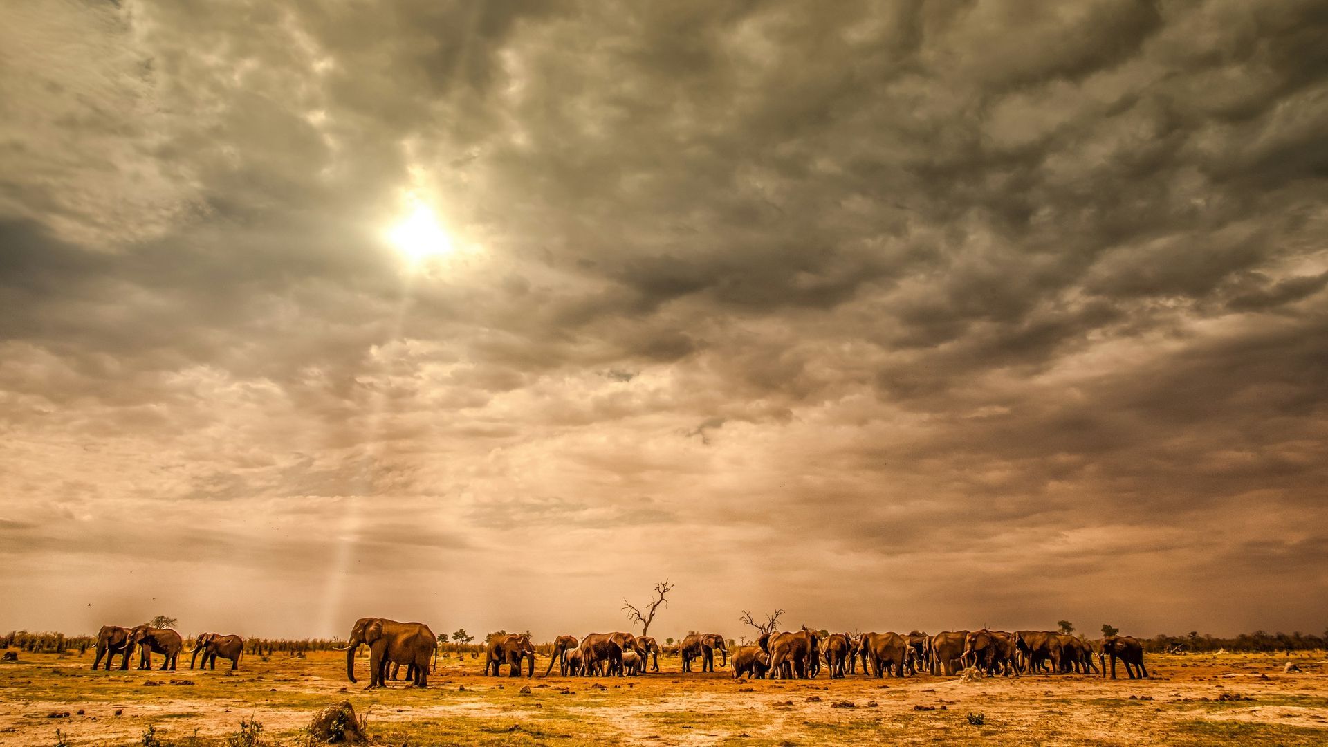 A herd of elephants are standing in a field under a cloudy sky.