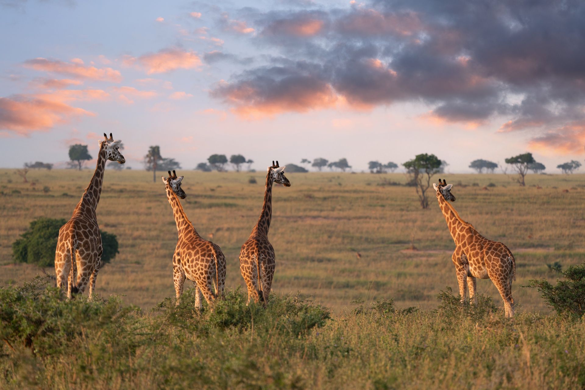 A herd of giraffes standing in a field at sunset.