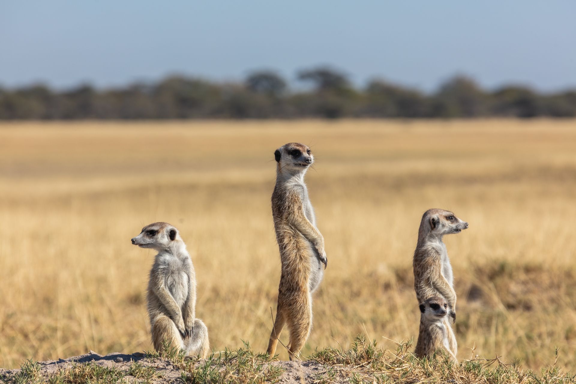 Three meerkats are standing on their hind legs in a field.