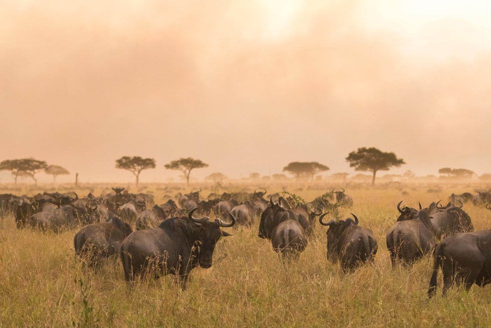 A herd of wildebeest are walking through a grassy field.