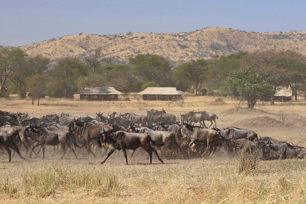 A herd of wildebeest walking in a field with mountains in the background