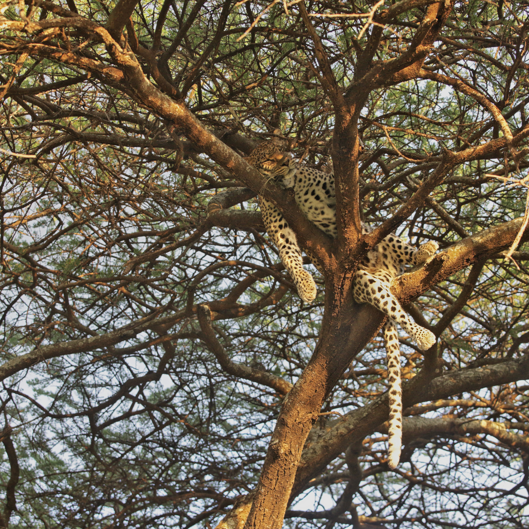 A leopard resting among the branches of a tree, its spotted coat camouflaged against the bark and foliage.