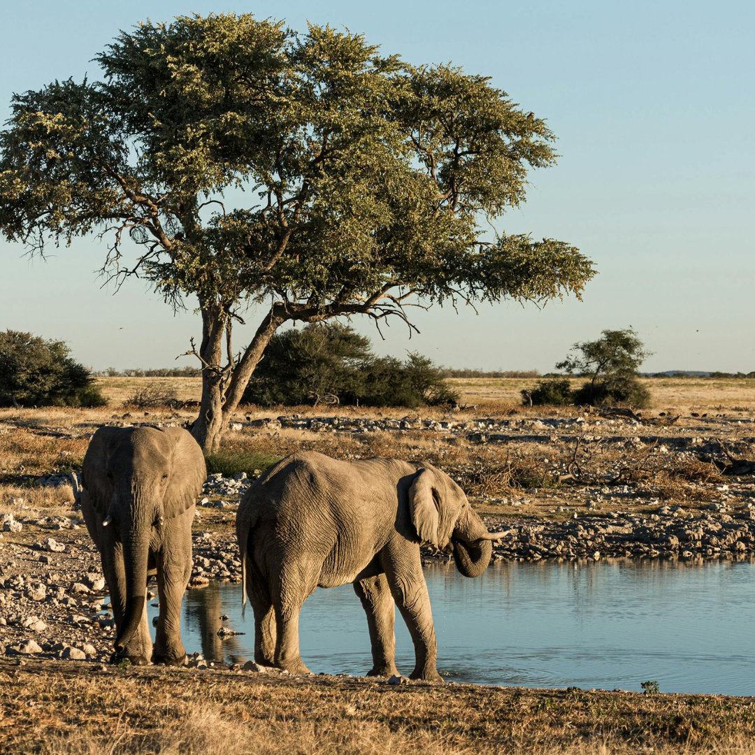 Two elephants stand by a watering hole in a dry, grassy savanna landscape under a clear blue sky.