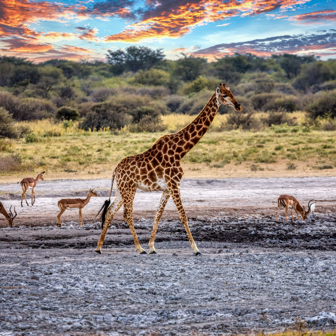 A giraffe walks across a dry, rocky landscape near a watering hole with several impalas under a vibrant sunset sky.