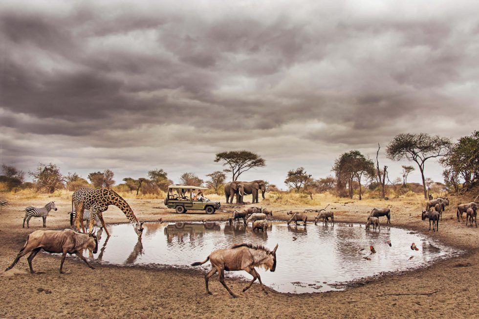 A herd of animals are drinking water from a pond.