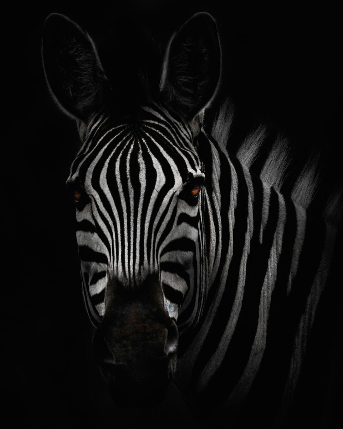 A black and white photo of a zebra 's face in the dark.
