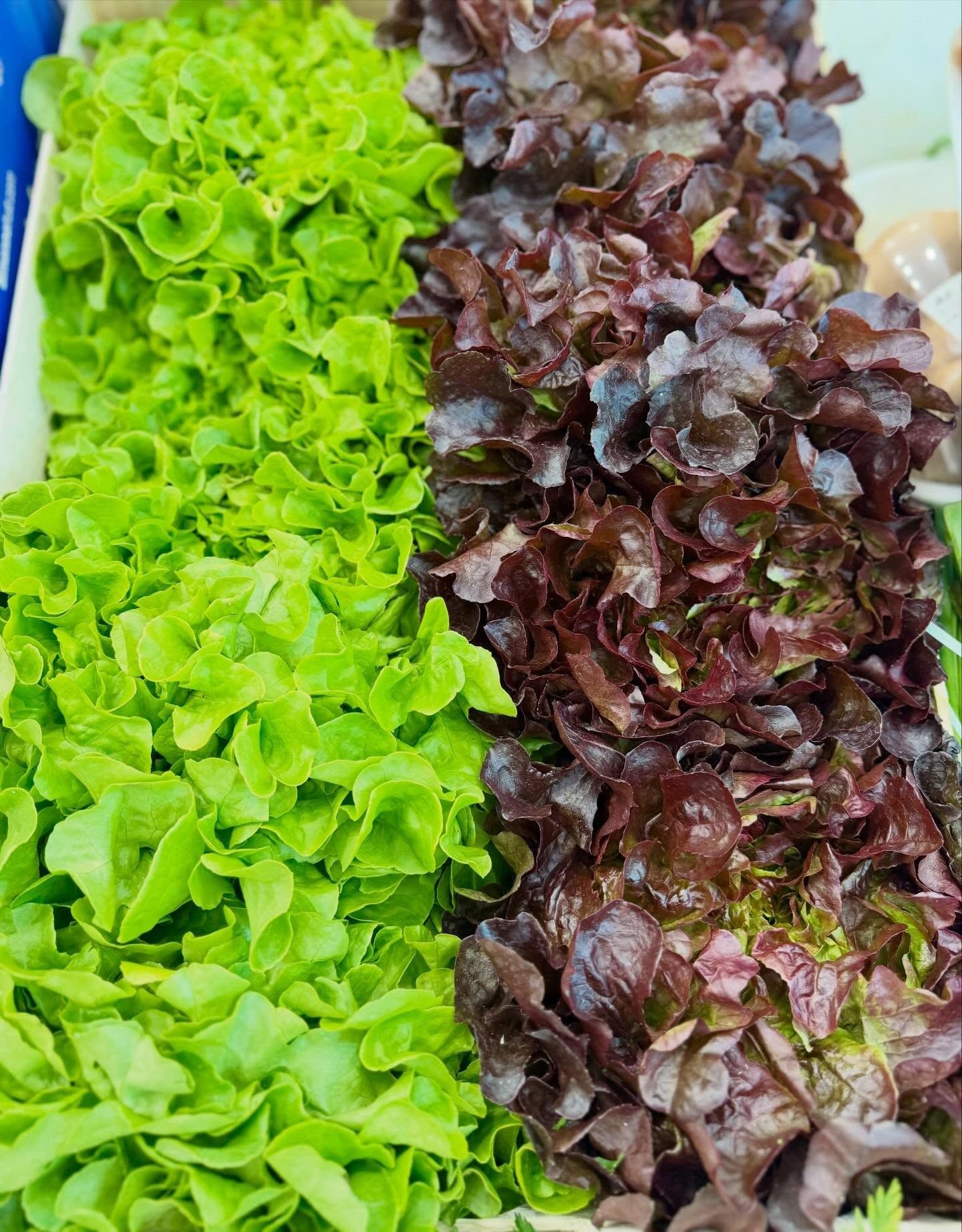 Rows of fresh green and red lettuce leaves in a garden bed