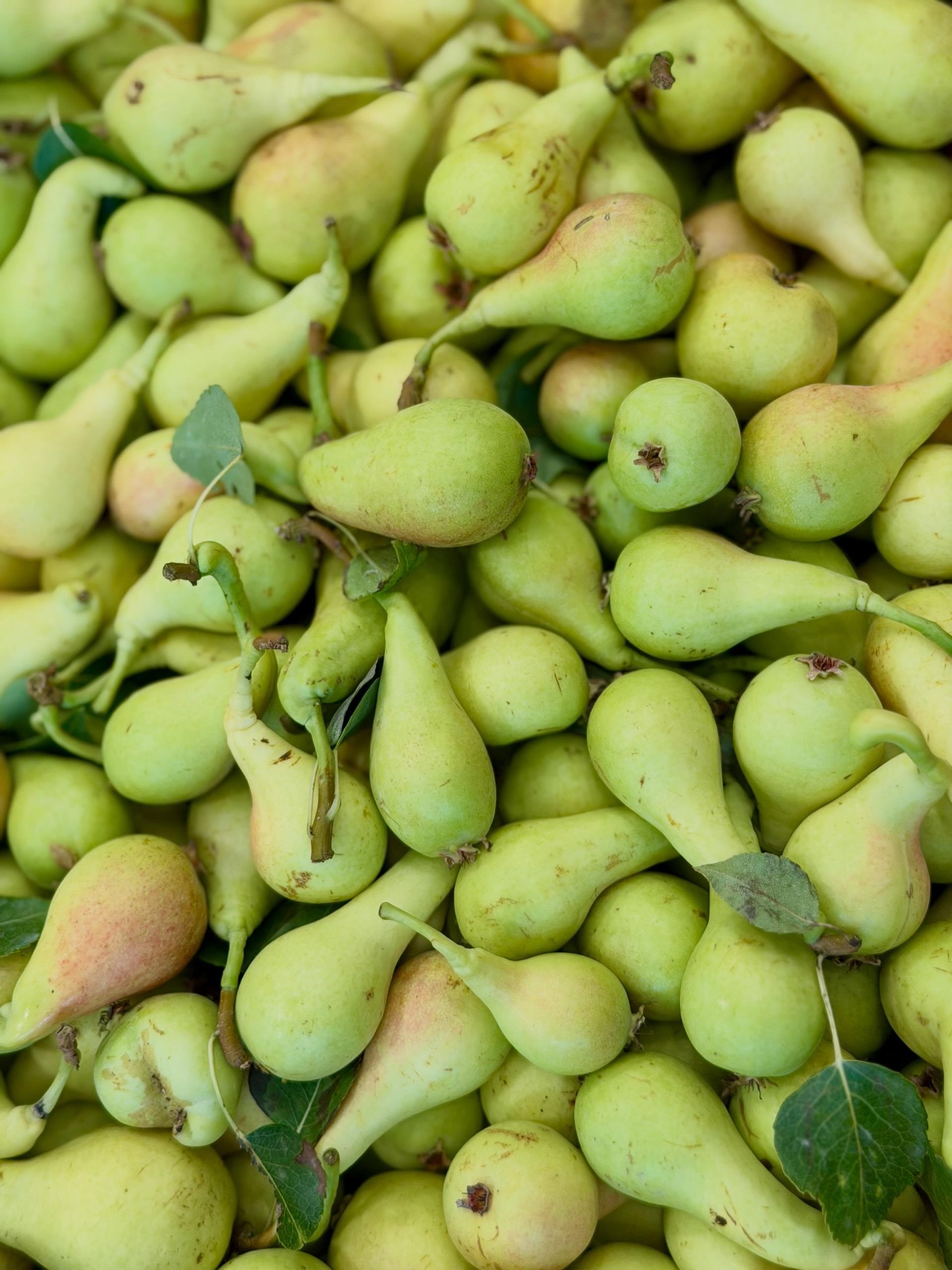 Pile of small green pears with stems and leaves
