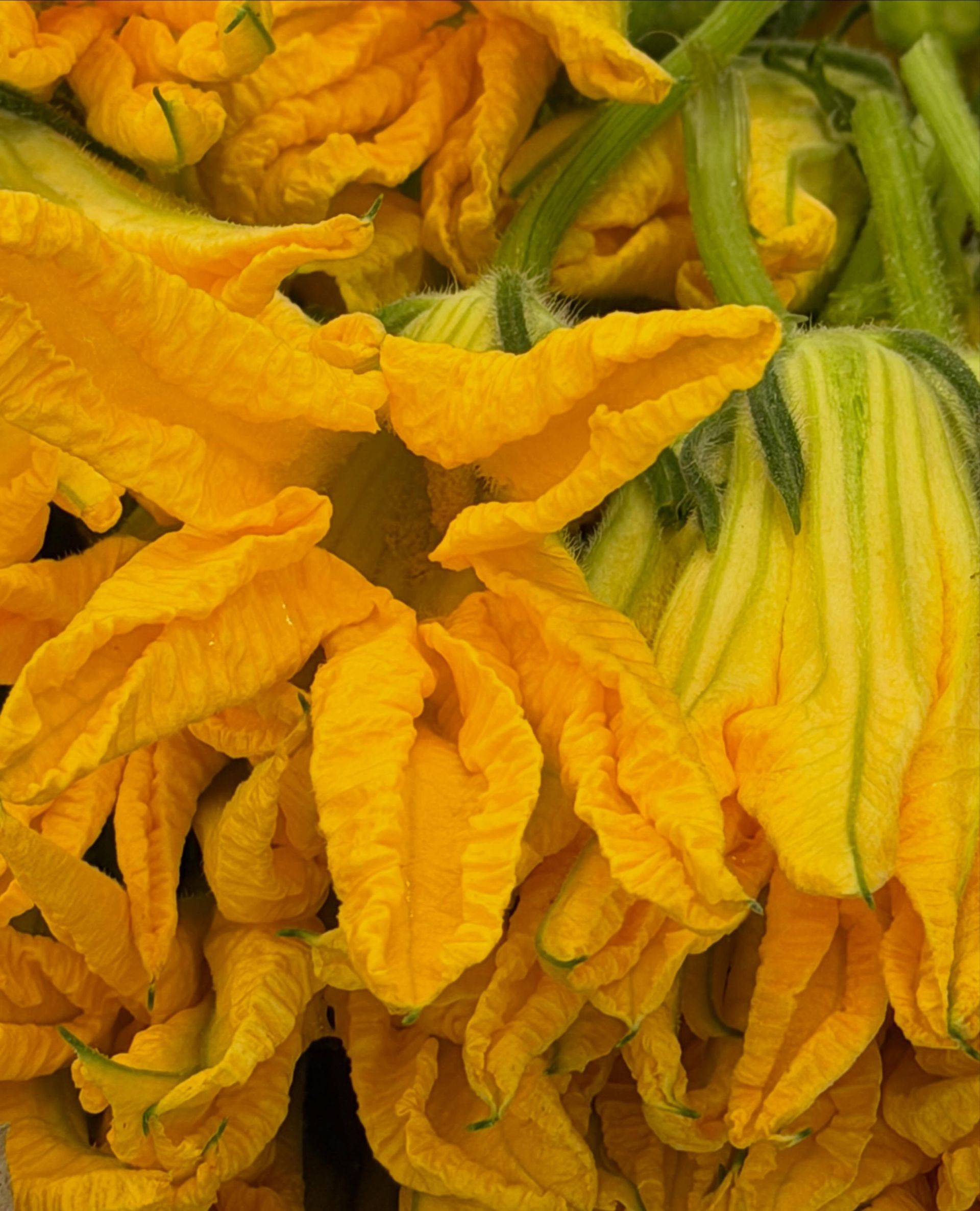Bright yellow squash blossoms clustered with green stems and petals