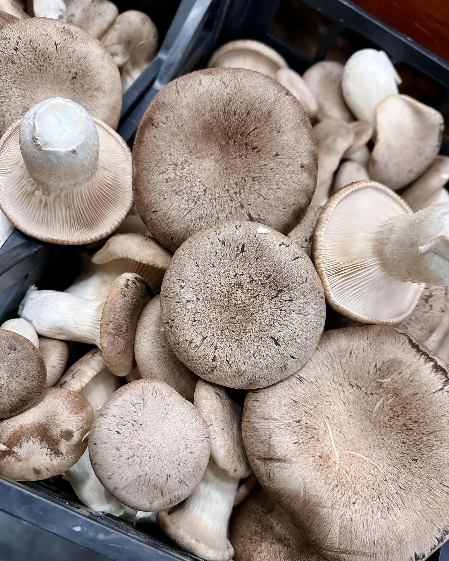 Cluster of gray-brown mushrooms in a crate, viewed from above.