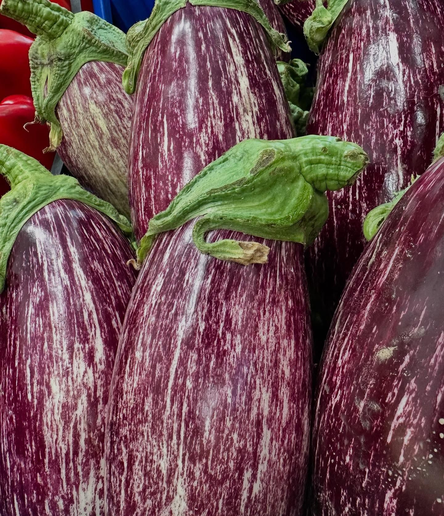 Cluster of purple-and-white striped eggplants with green stems