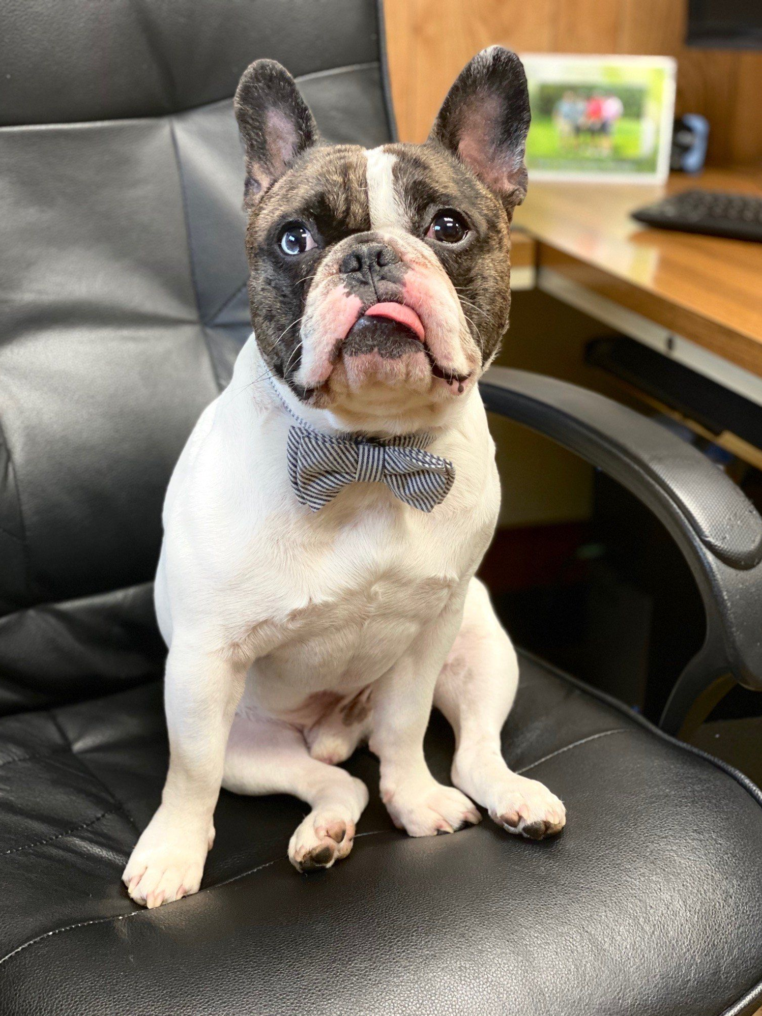 French bulldog, white and brindle, wearing a bow tie, tongue out, sitting on a black office chair.