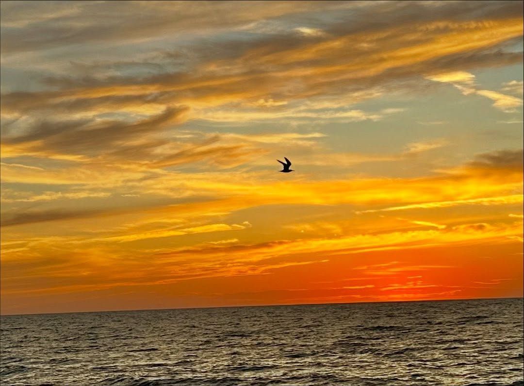 Ocean sunset with fiery orange and yellow sky; bird in flight.