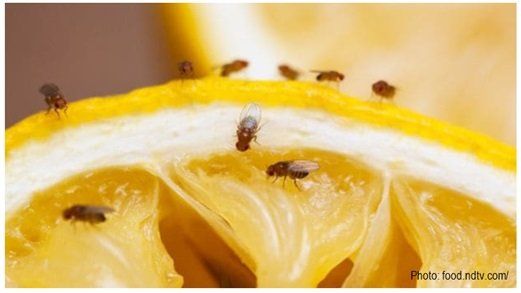 A close up of a slice of lemon with flies on it drain flies, drain brain llc