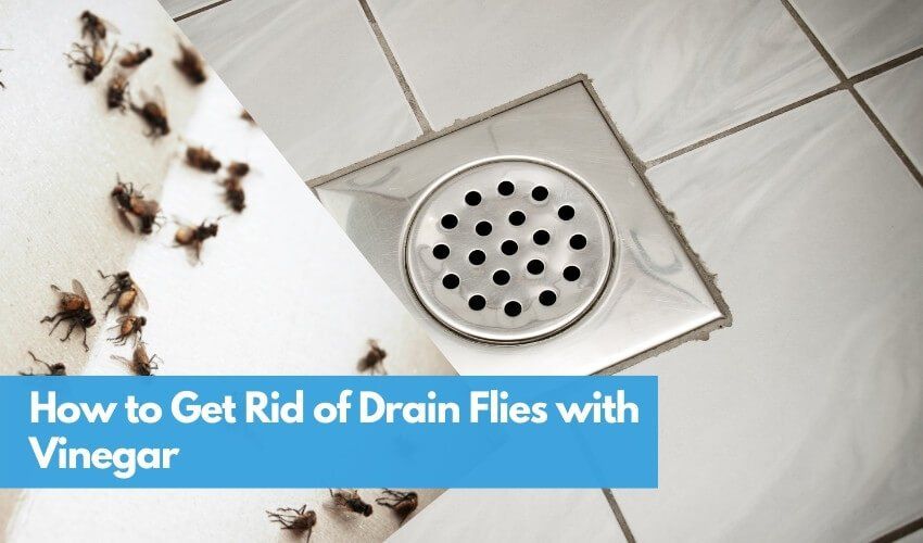 How to get rid of drain flies with vinegar