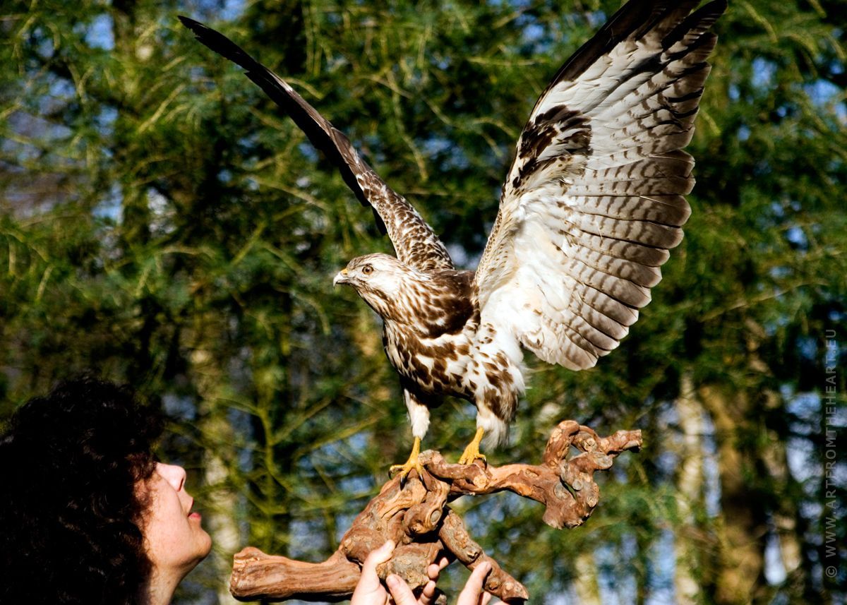 Rosita en de buizerd