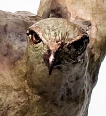 Bronzen buizerd-kop