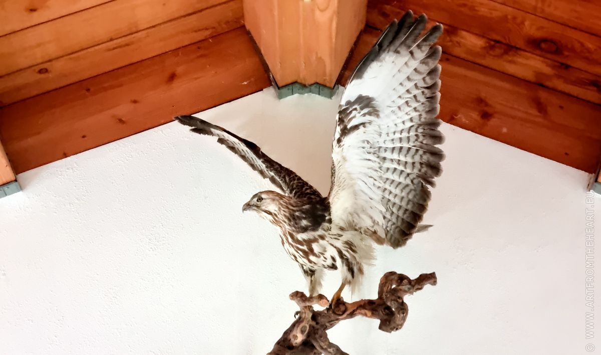 De opgezette buizerd boven de entree van mijn tuinatelier
