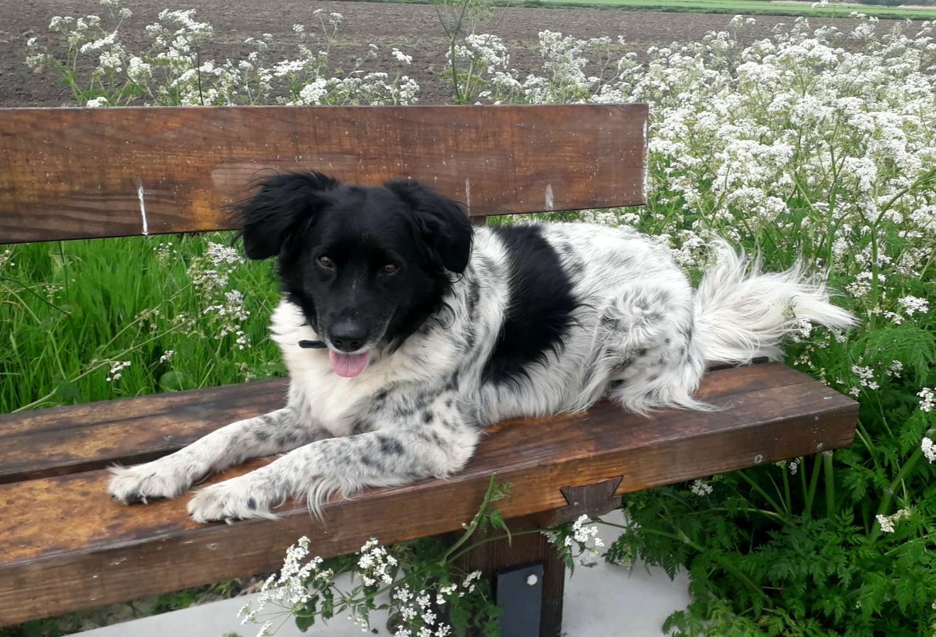 Vriendinnetje Bink