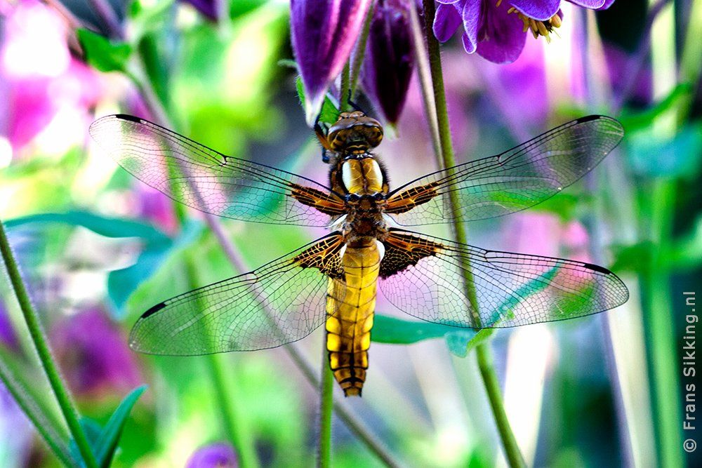 Libelle