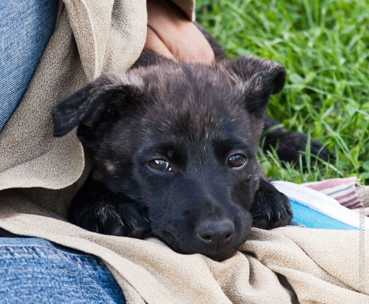 Mees als pup