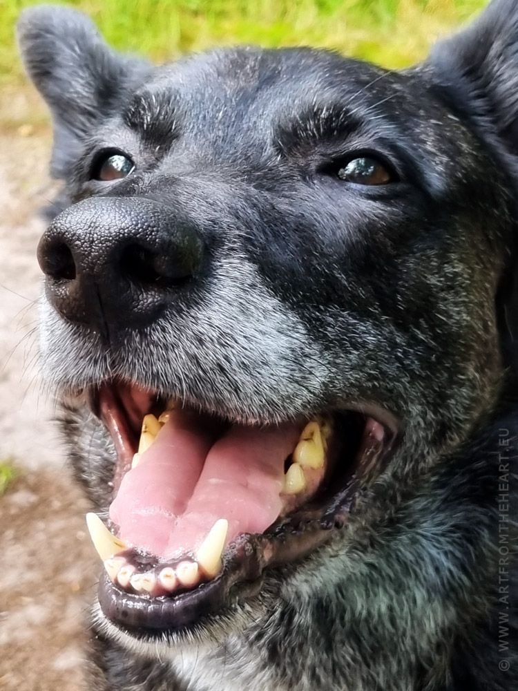 Meesbook foto 2