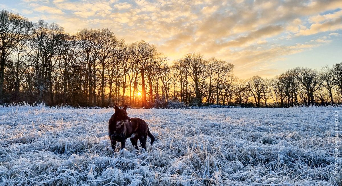 Mees in sneeuwlandschap