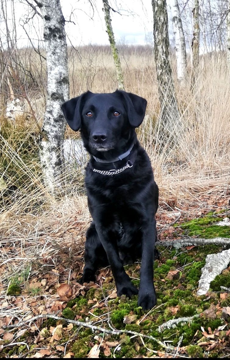 Shiloh