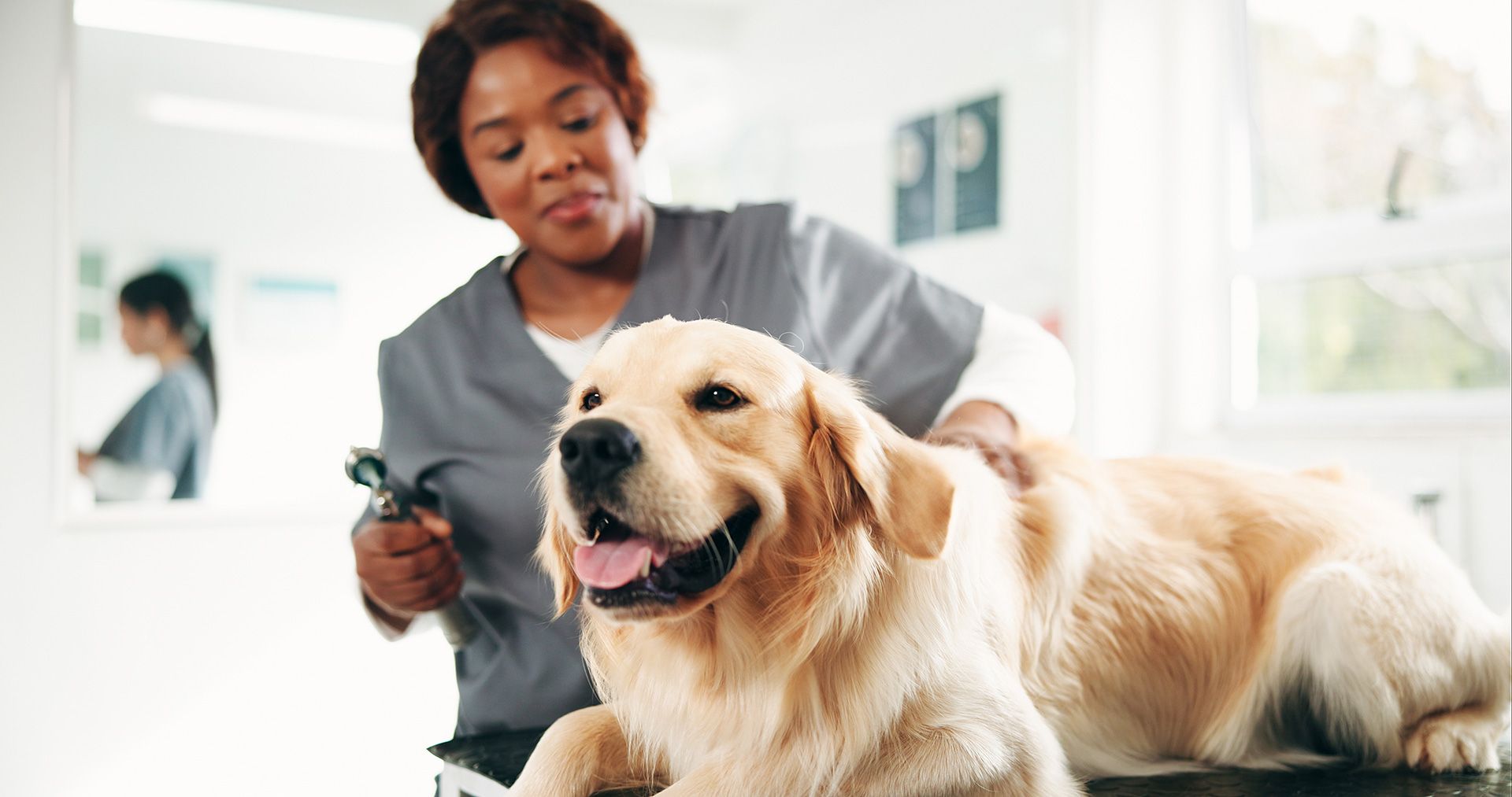 Vet, tools and woman with dog in clinic for animal care, grooming and medical checkup. Veterinarian, shelter and person with Golden Retriever for examination, wellness and assessment for health