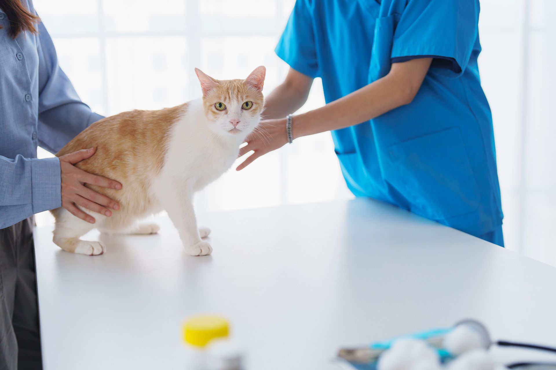 Female cat owner bringing cat for annual checkup with veterinarian at clinic