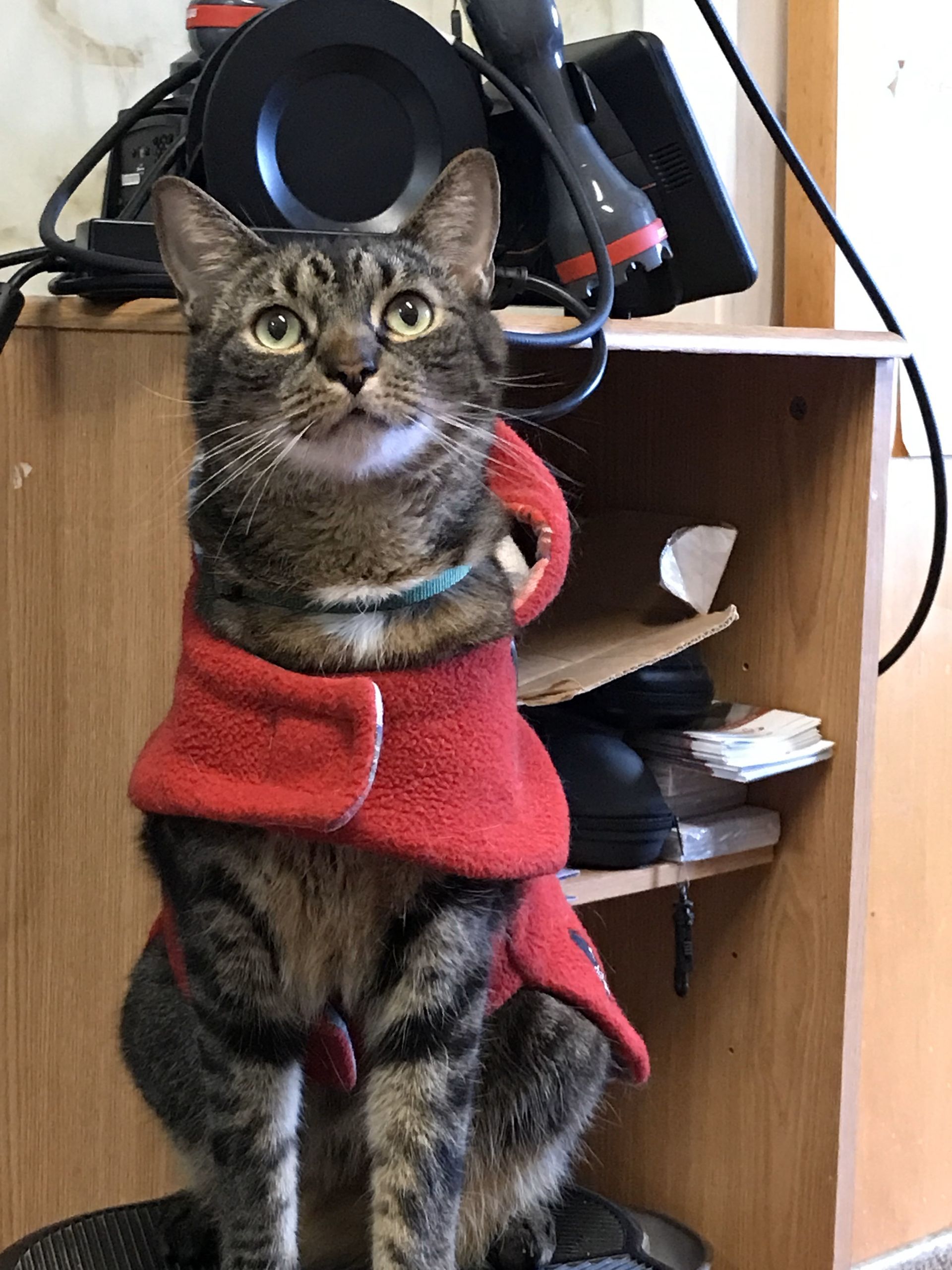 Vet examining the pet