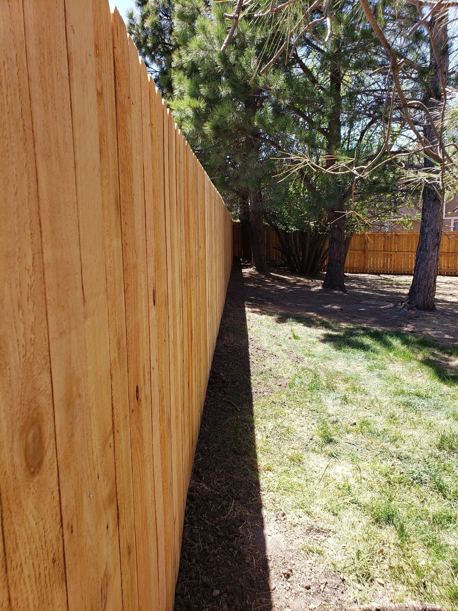 A wooden fence runs along the left side of the frame, casting a long, dark shadow over the dirt and grass in a backyard.