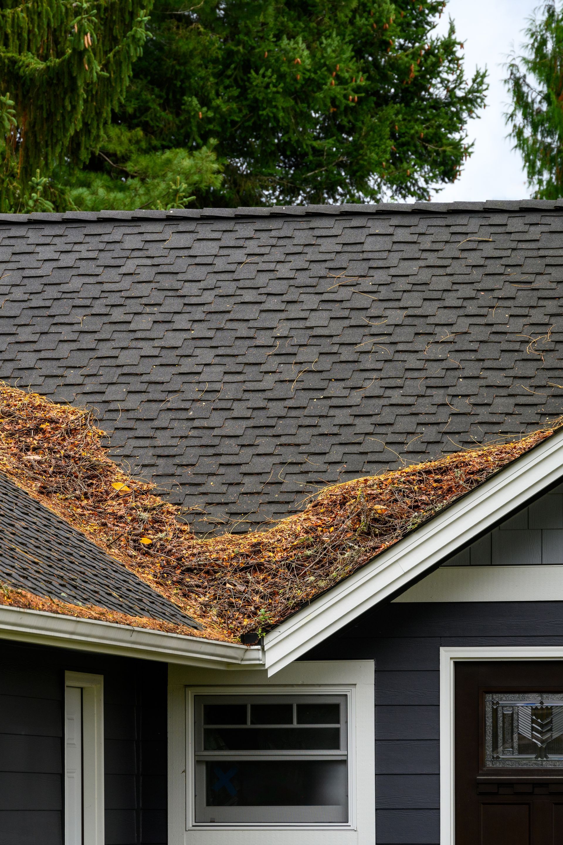 Tree debris collected on a shingle roof