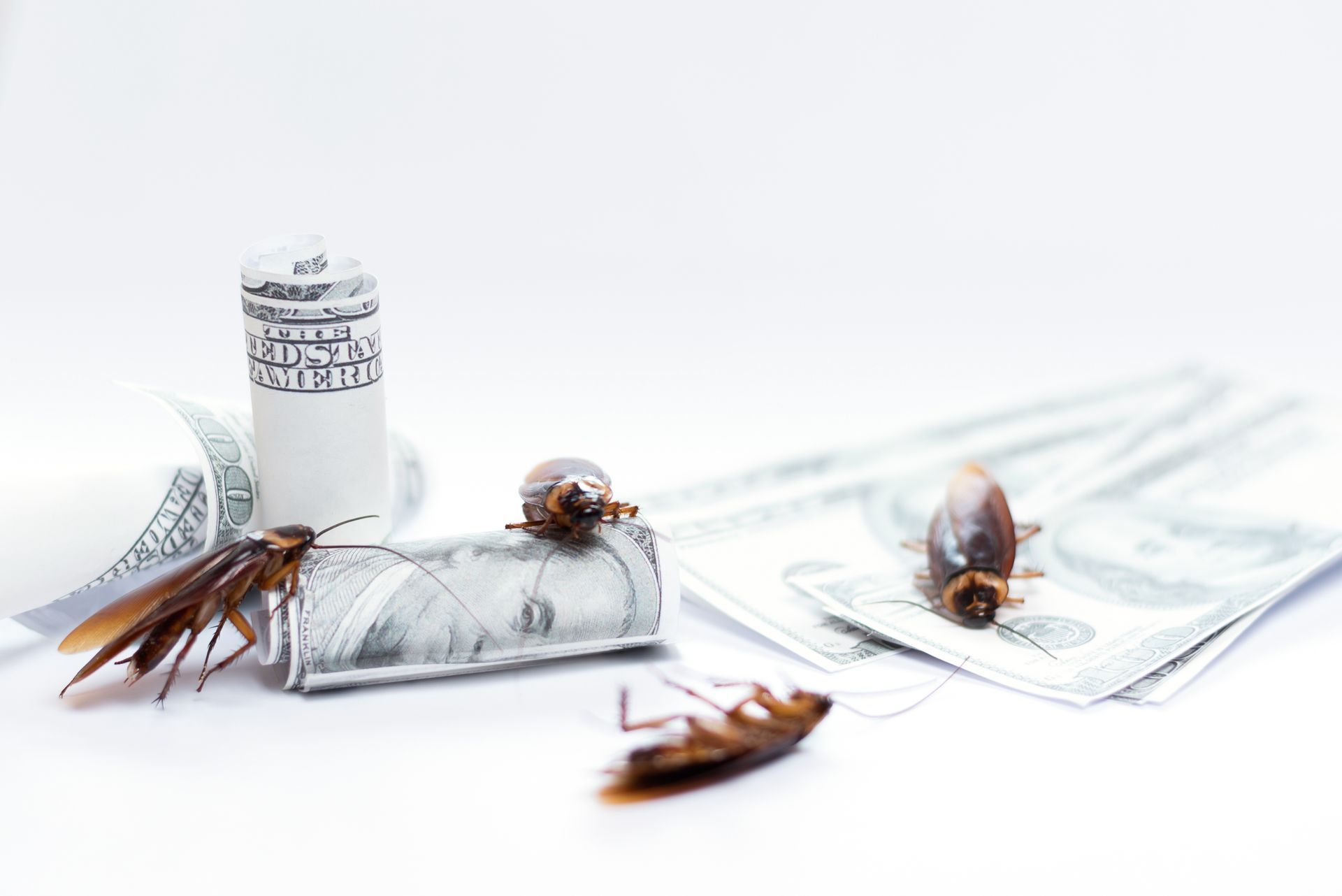 Cockroaches are sitting on a roll of money next to a stack of money.