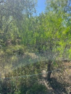 Dry, leafy brush and small trees in a sunlit outdoor area with a dark animal partly hidden near center.