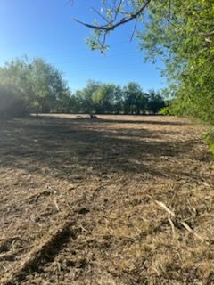 Dry open field with sparse trees under a bright blue sky