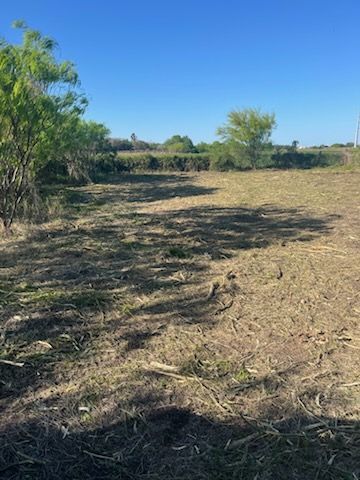 Dry grassy field with scattered trees under a clear blue sky.