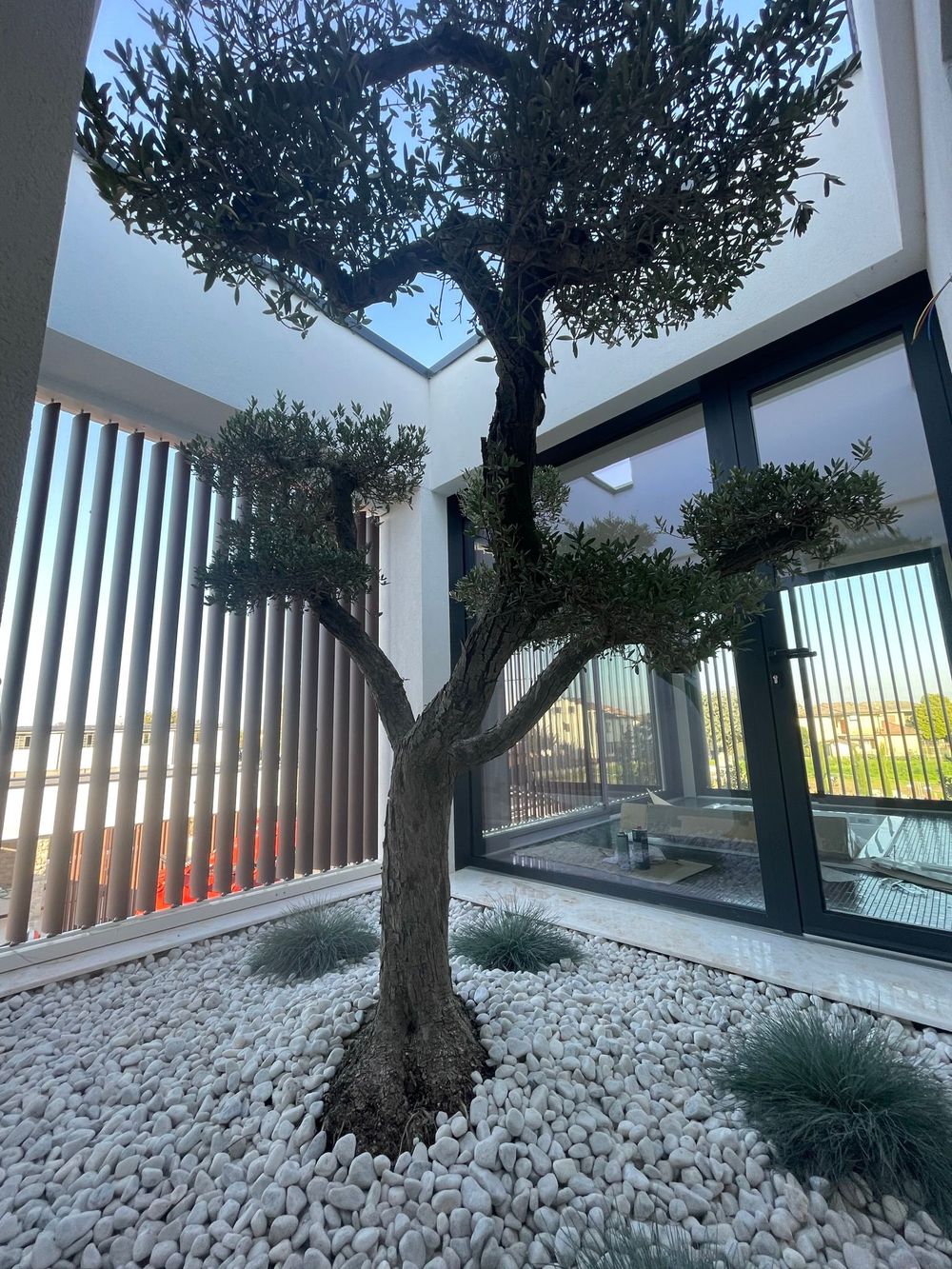 albero all'interno di un palazzo