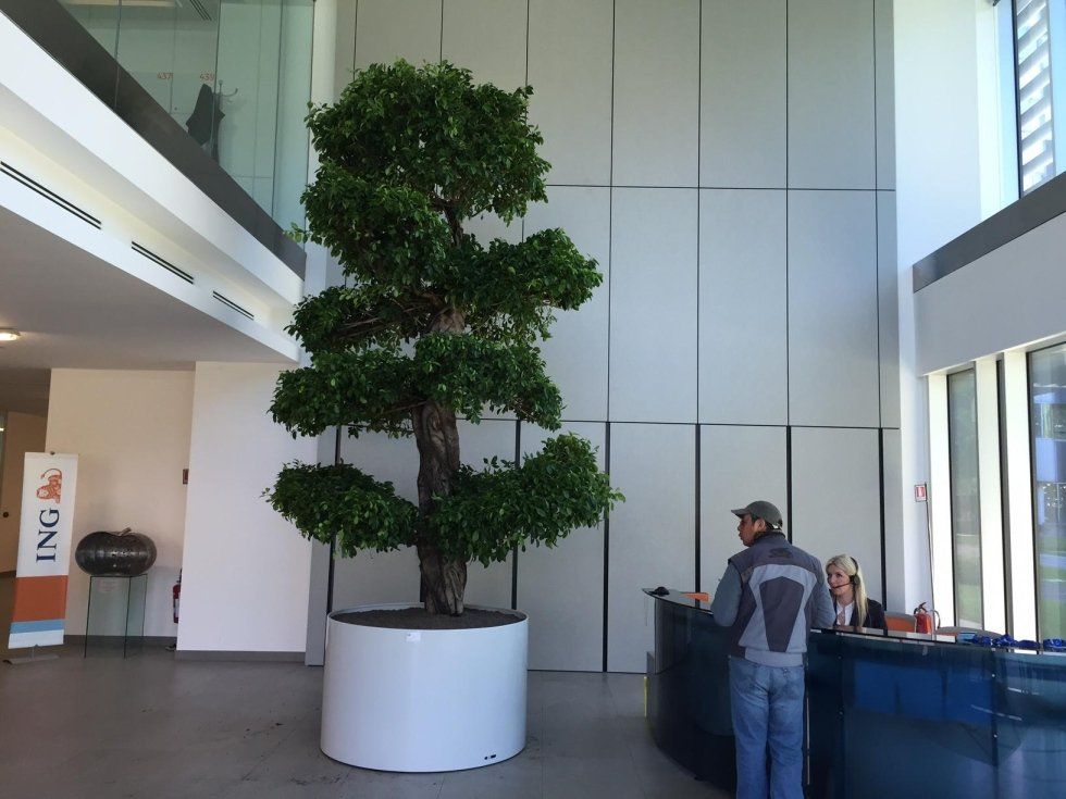 Albero alla reception di un'azienda