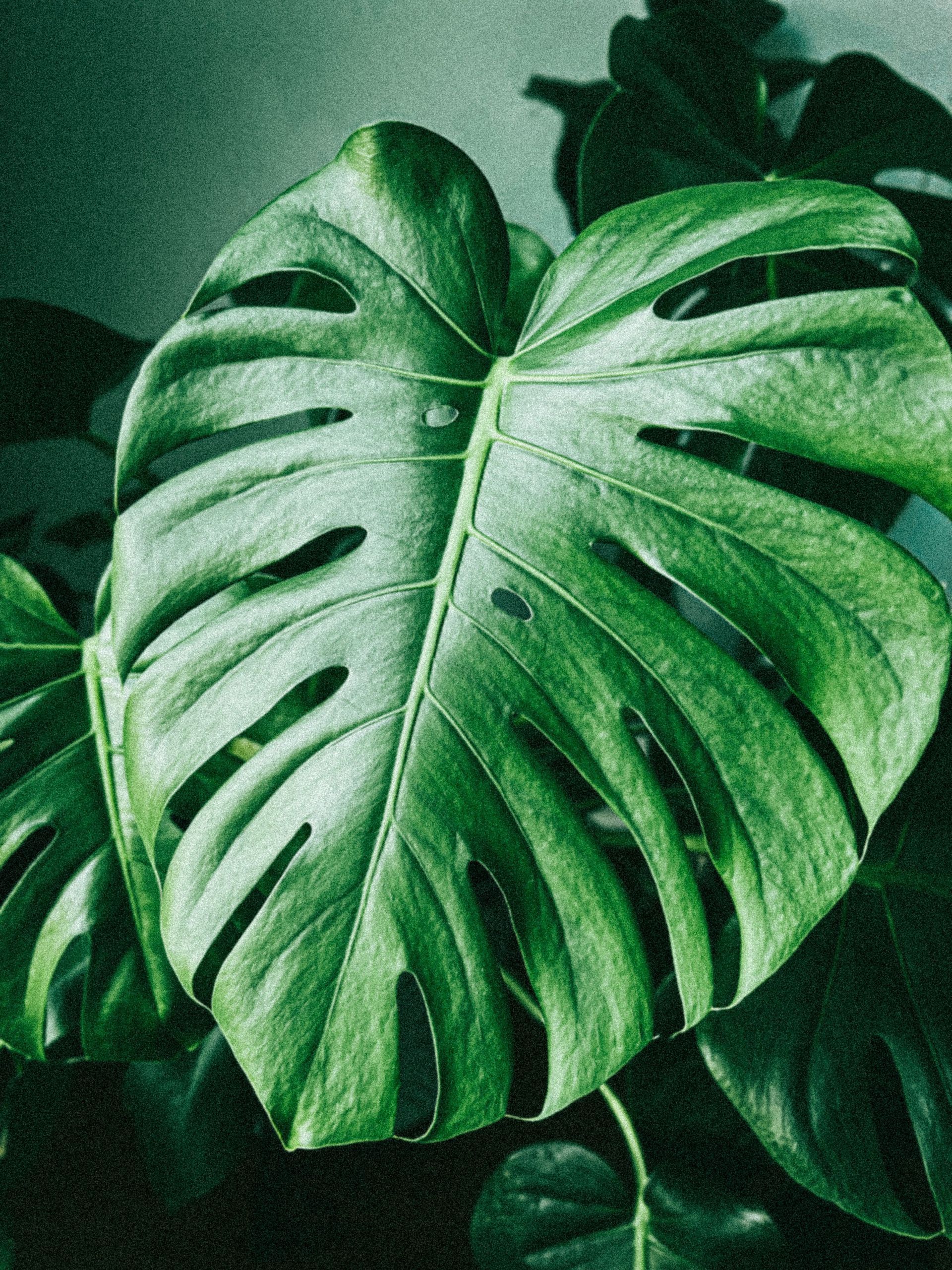 Monstera kamerplant