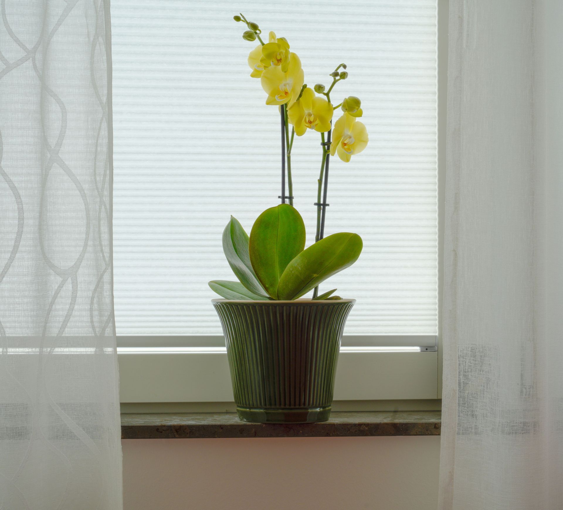 Orchidee in pot